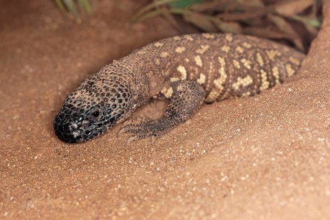 BEADED LIZARD