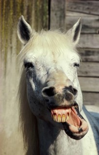 HORSE WITH FUNNY FACE