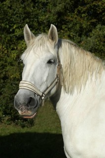 Percheron horse