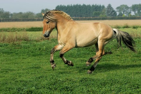 NORWEGIAN FJORD HORSE