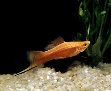 Xiphophorus helleri