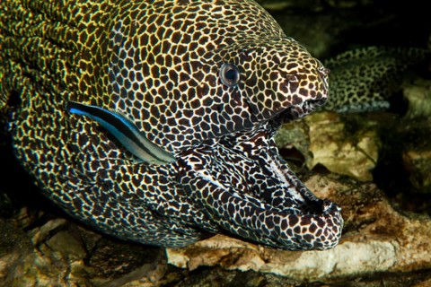 Honeycomb moray