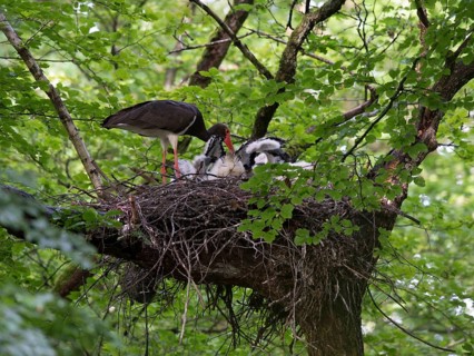 Black Stork