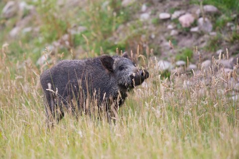 Wild Boar