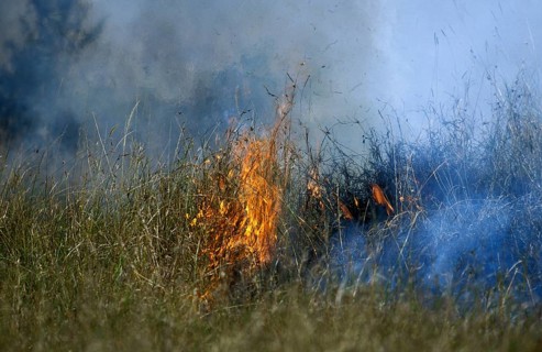Bushfire