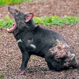 Wounded Tasmanian devil