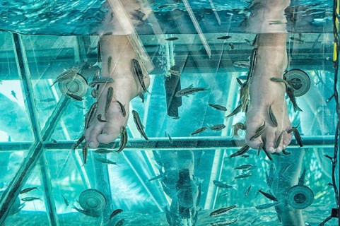 Doctor fish