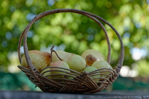 European Pear
