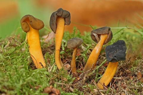 Greenish yellow gall cap