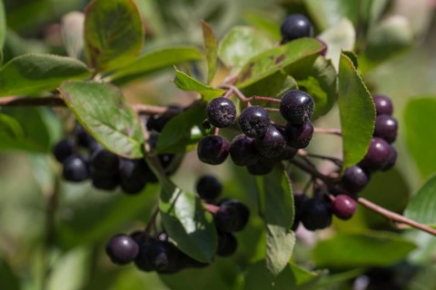 Black Chokeberry