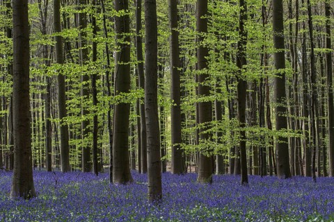 Bluebells