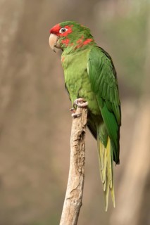 Red-fronted Conure