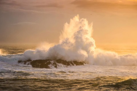 Surf