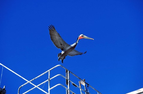 Brown Pelican