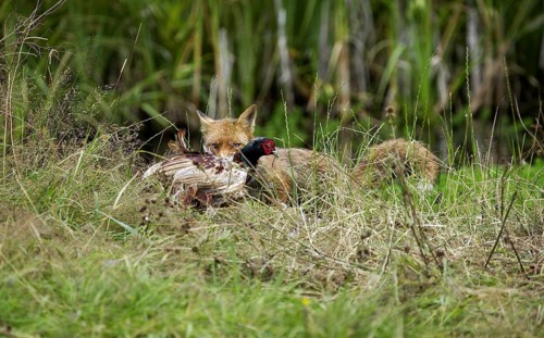 RED Fox