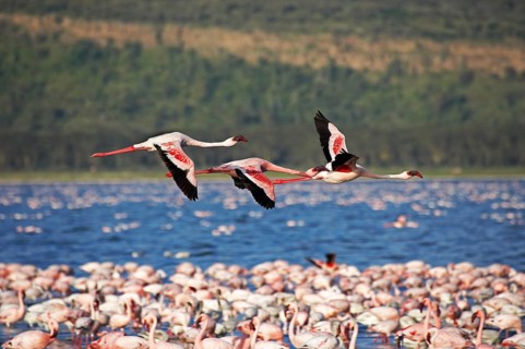 Lesser Flamingo