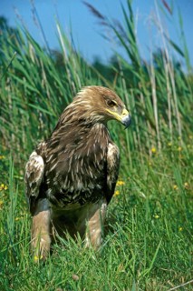 Imperial Eagle