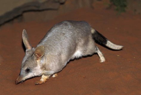 Greater bilby