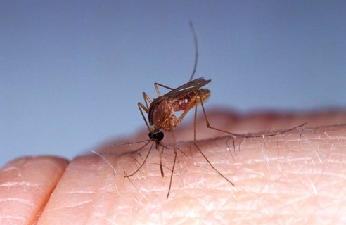 Mosquito