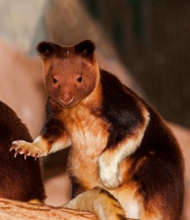 Goodfellow's Buergers' tree kangaroo