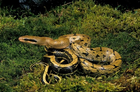 Taiwan Beauty Snake
