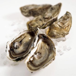 FRESH OYSTERS ostrea edulis against a white background
