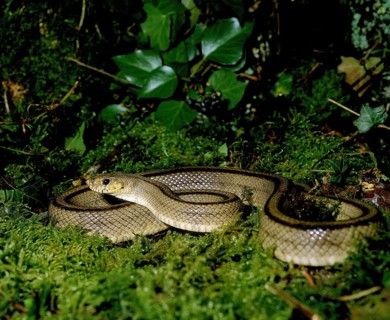 Ladder snake