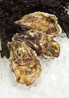 FRENCH AUSTRIA MARENNES D'OLERON ostrea edulis ON ICE