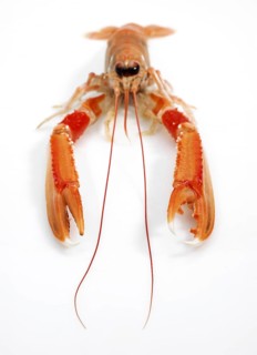 Dublin Bay prawn