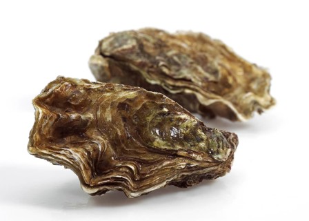 FRENCH EASTER MARENNES D'OLERON ostrea edulis BEFORE WHITE BACKGROUND