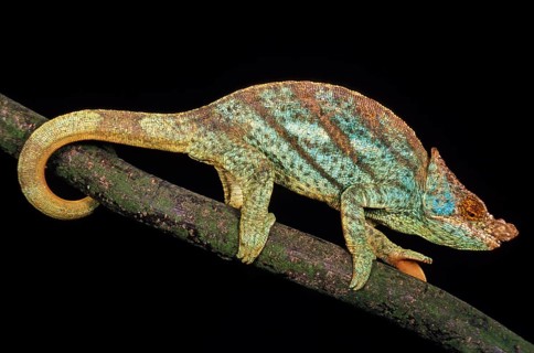 PARSON'S CHAMELEON chamaeleo parsonii