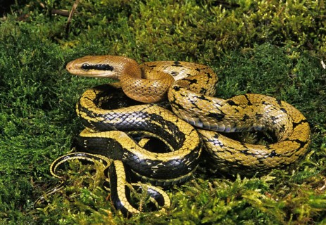 TAIWANESE Beauty rat snake
