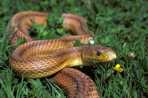 Four-Lined Snake