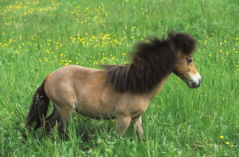 AMERICAN MINIATURE HORSE