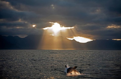 Great white shark