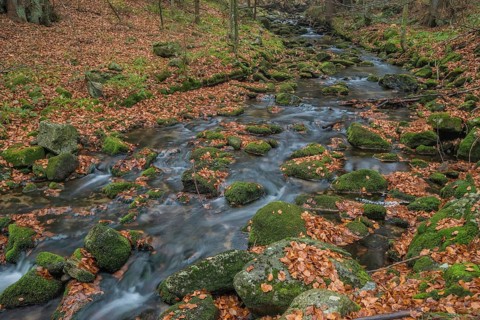 Kleine Ohe forest brook