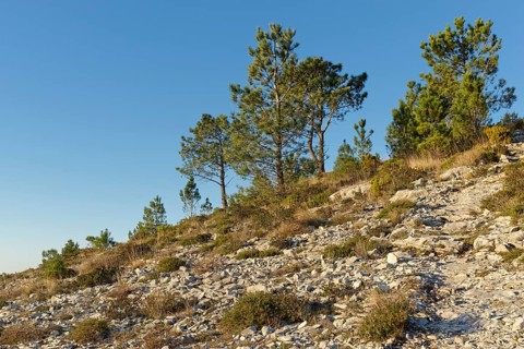 Pine