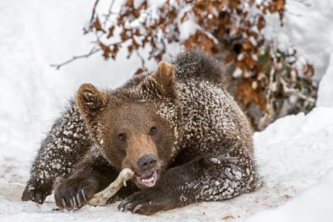 One-year-old European brown bear