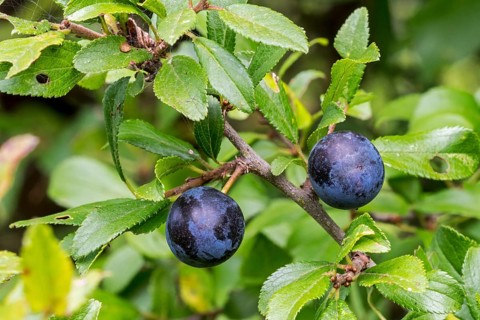 Blackthorn
