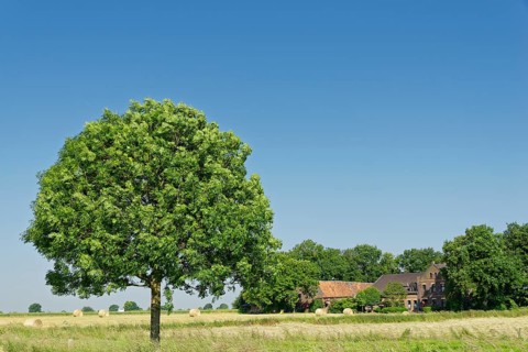 Farm with ash tree