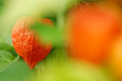 Bladder cherry