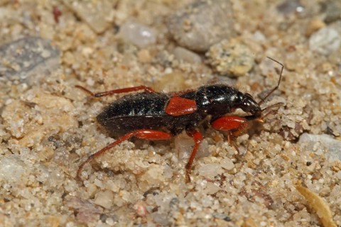 Sickle Bug