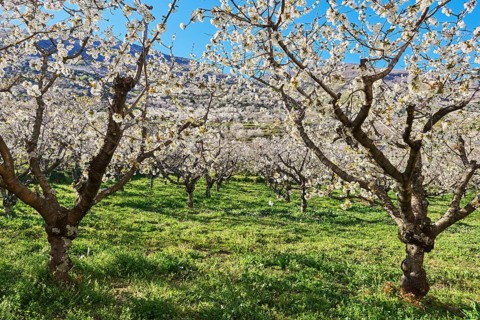 Cherry trees
