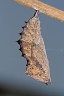 Mourning Cloak