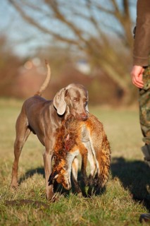 Weimaraner