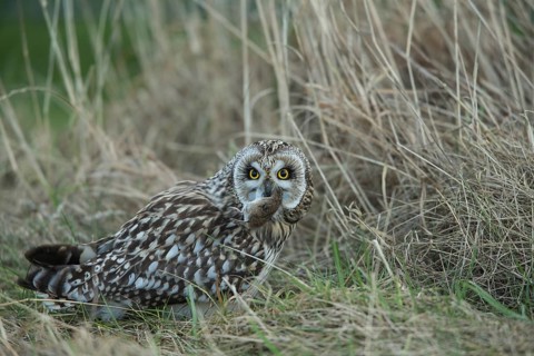 Short-eared Owl