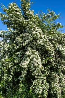 Hawthorn