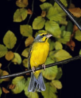 Yellow-Fronted Canary