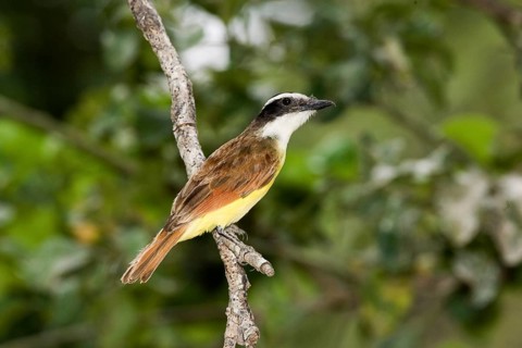 Greater Great kiskadee