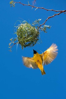 Southern Masked Weaver